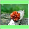 Scutellinia scutellata Holz-Schildborstling.jpg